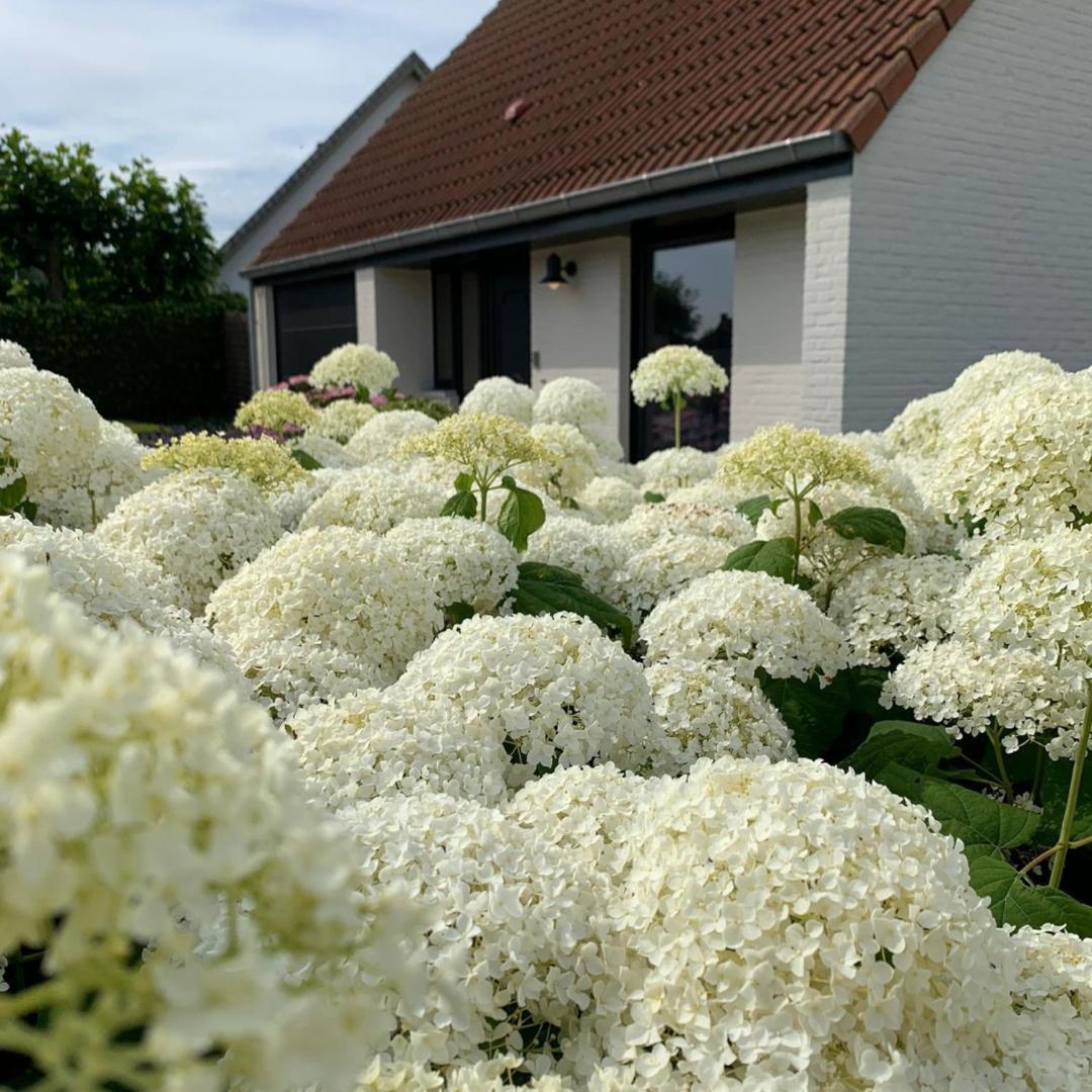 B&B Leonie Alveringem Exterior photo